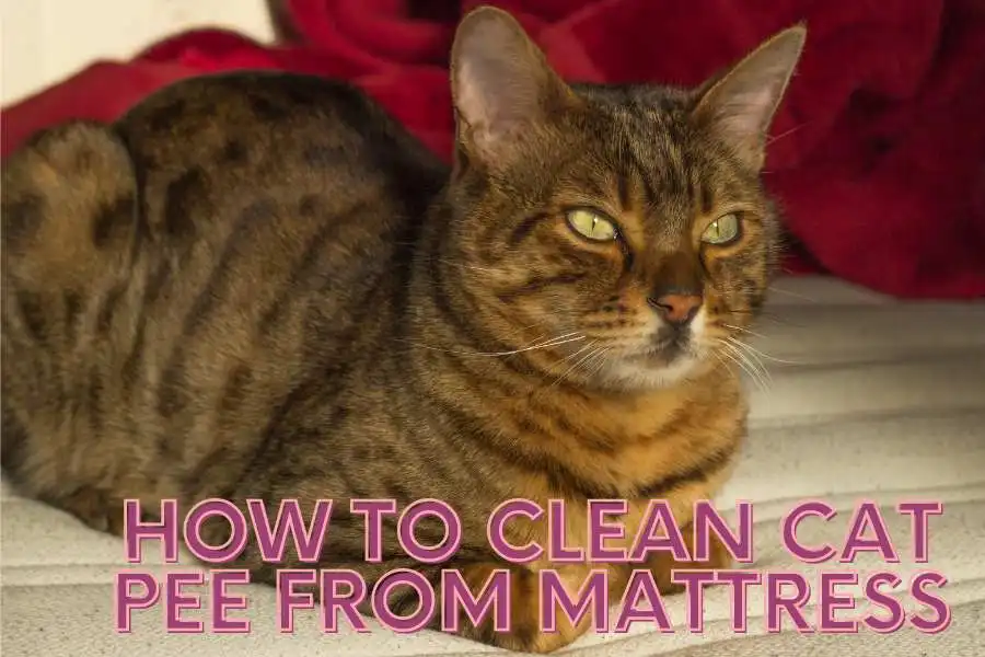 How To Clean Cat Pee From Mattress