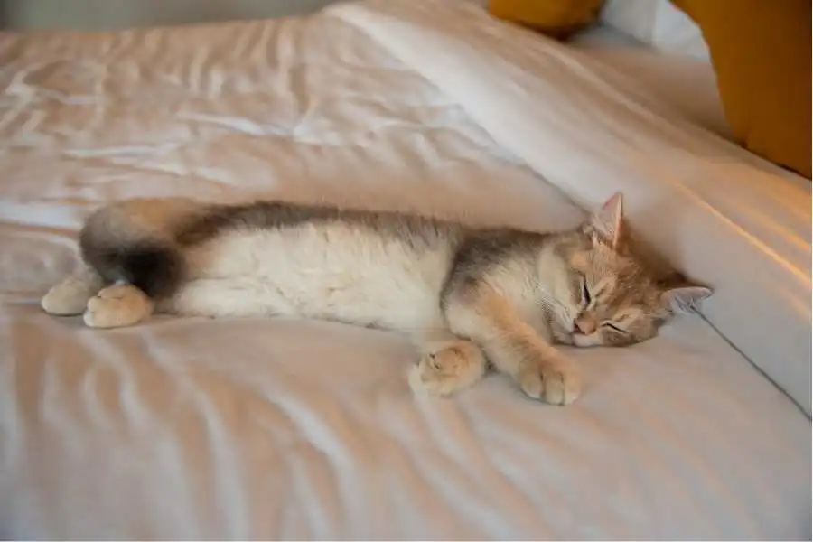How To Clean Cat Pee Off Mattresses Made Of Various Types Materials Of Special Considerations
