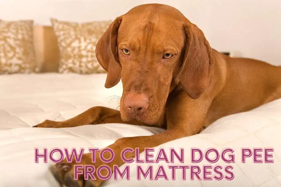 How To Clean Dog Pee From Mattress