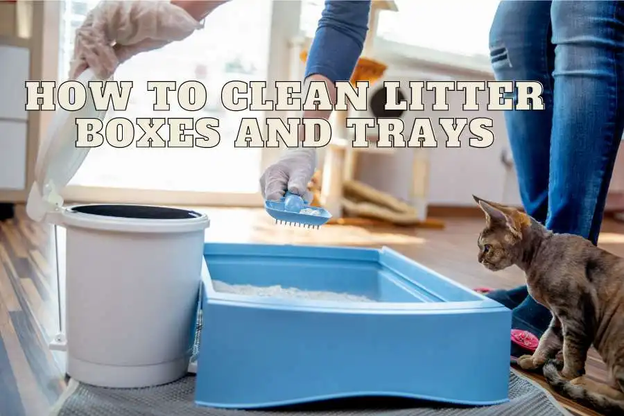 How To Clean Litter Boxes