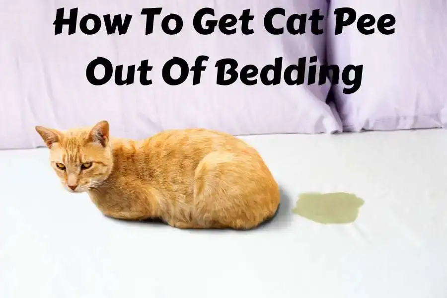 How To Get Cat Pee Out Of Bedding A Complete Guide