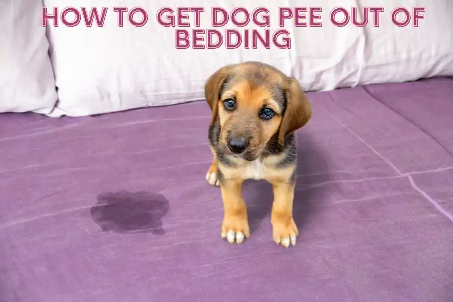 How To Get Dog Pee Out Of Bedding