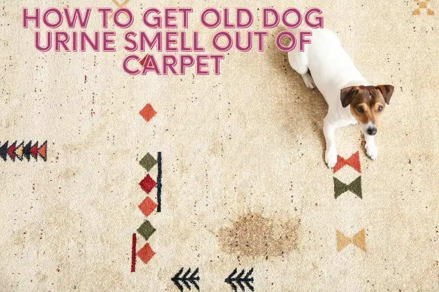 How To Get Old Dog Urine Smell Out Of Carpet