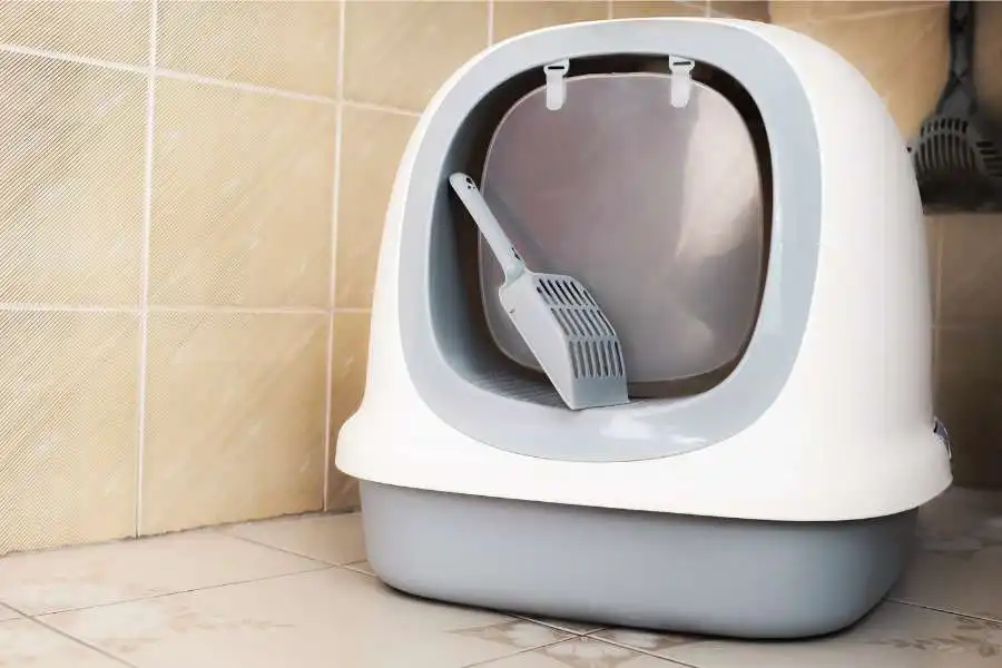 Opt for a litter box with a lid
