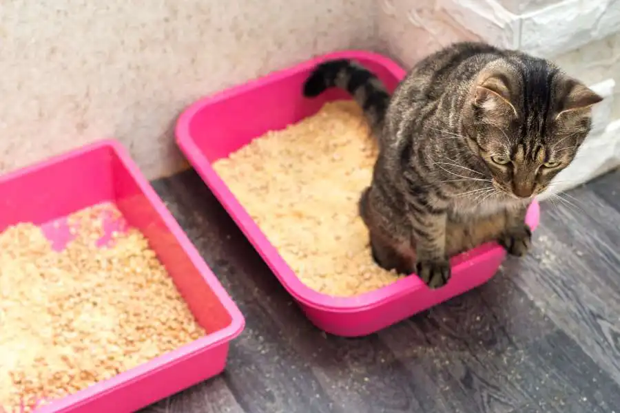 Provide a sufficient number of litter boxes
