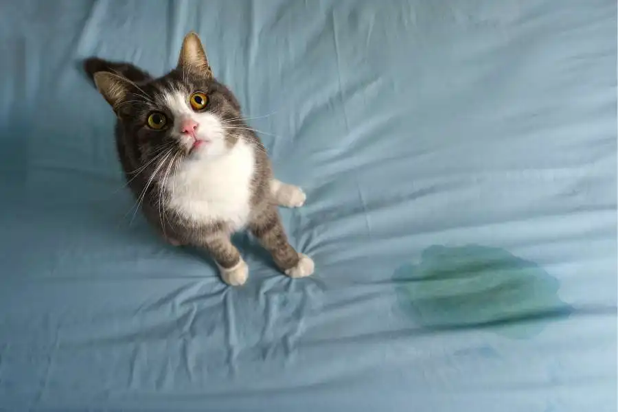 Steps to Remove Cat Urine from Bedding