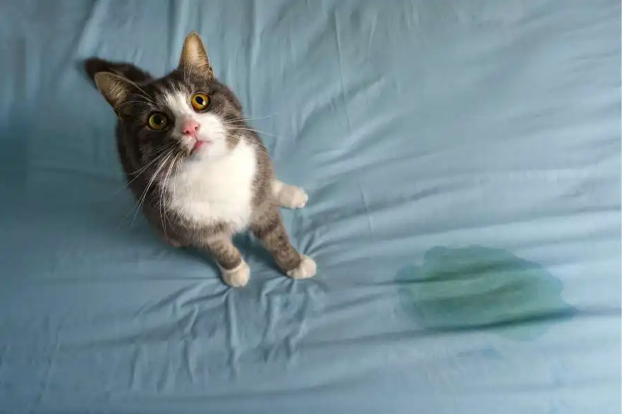 how-to-get-cat-pee-out-of-bedding-a-complete-guide