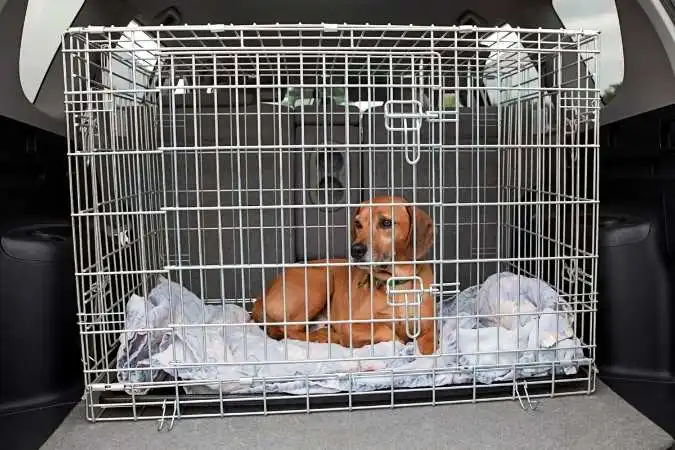 Clean Dog Crate Pads, Beds, and Blankets