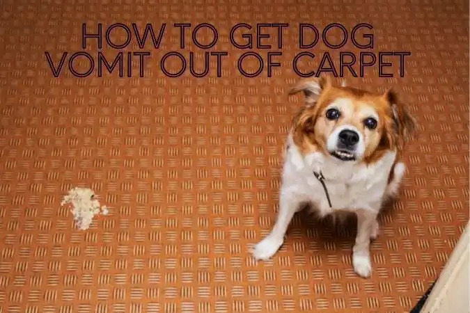 How To Get Dog Vomit Out Of Carpet