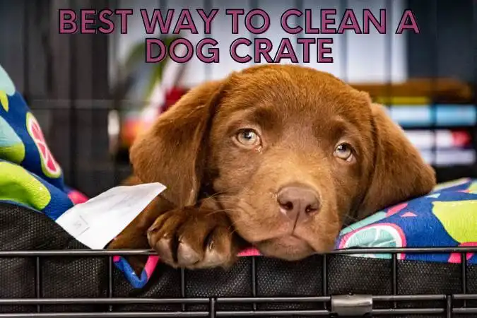 The Best Way To Clean A Dog Crate